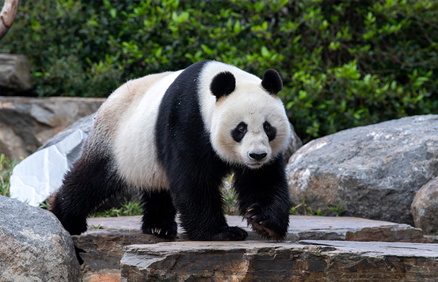 Adelaide Zoo