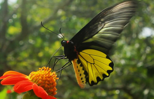 Kep Butterfly Farm in Cambodia