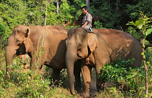 Elephant Valley Project in Cambodia