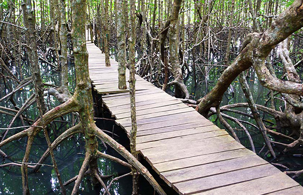 Peam Krasop Wildlife Sanctuary in Cambodia