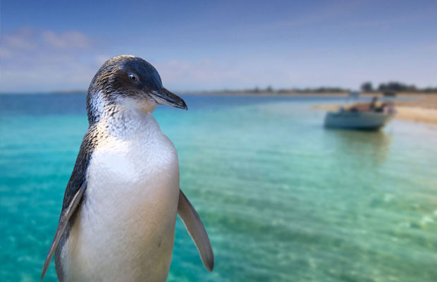 Penguin Island in Australia